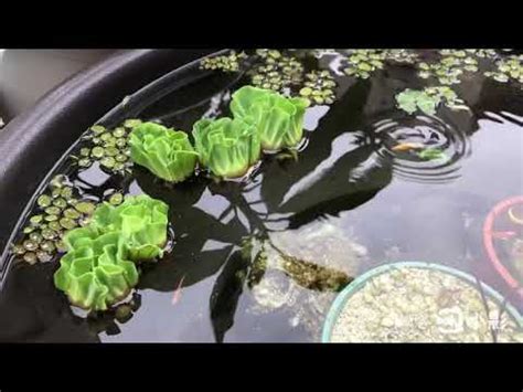 玫瑰水芙蓉風水|【玫瑰水芙蓉風水】三棵才10元的玫瑰水芙蓉風水禁忌：放錯位置。